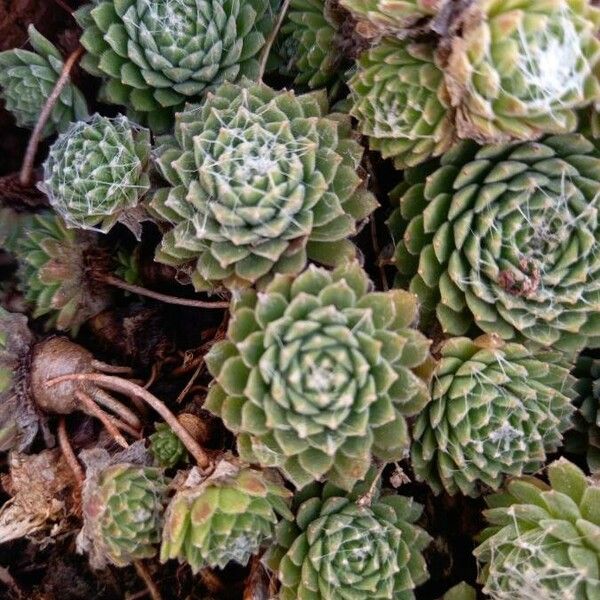 Sempervivum arachnoideum পাতা