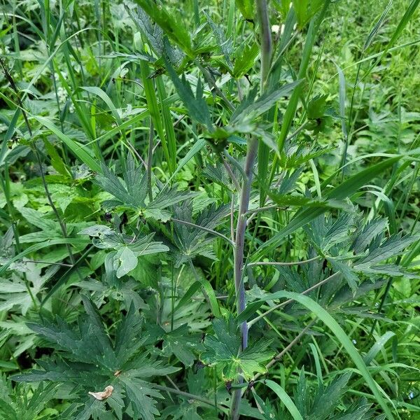 Aconitum septentrionale ഇല