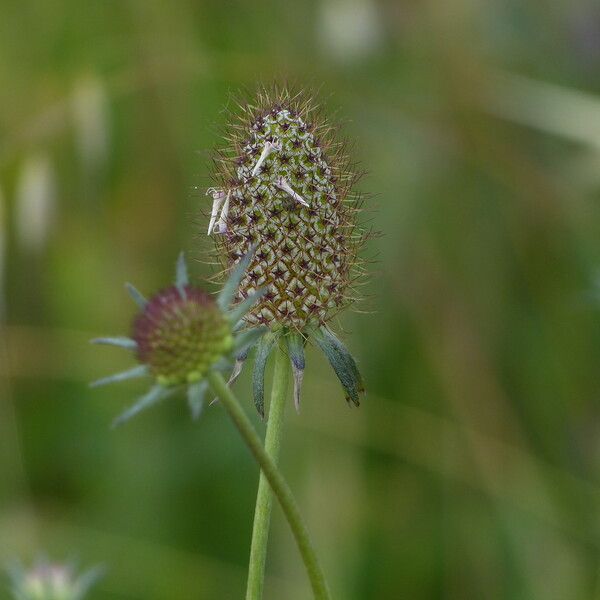 Scabiosa atropurpurea Frukto