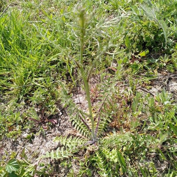 Sisymbrium altissimum Habit