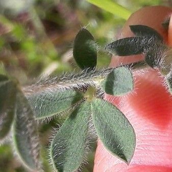 Lotus hirsutus Blad