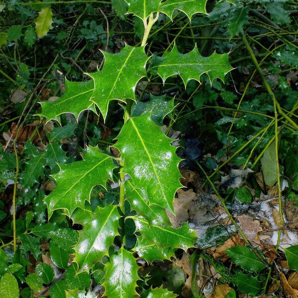 Ilex aquifolium Deilen