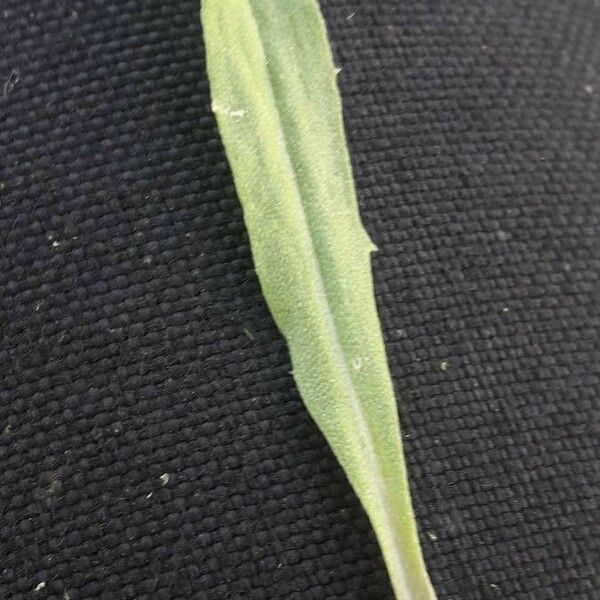 Erysimum odoratum Leaf