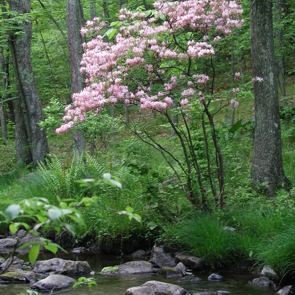 Rhododendron periclymenoides (Election-pink)