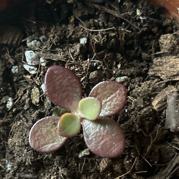 Crassula multicava Vekstform