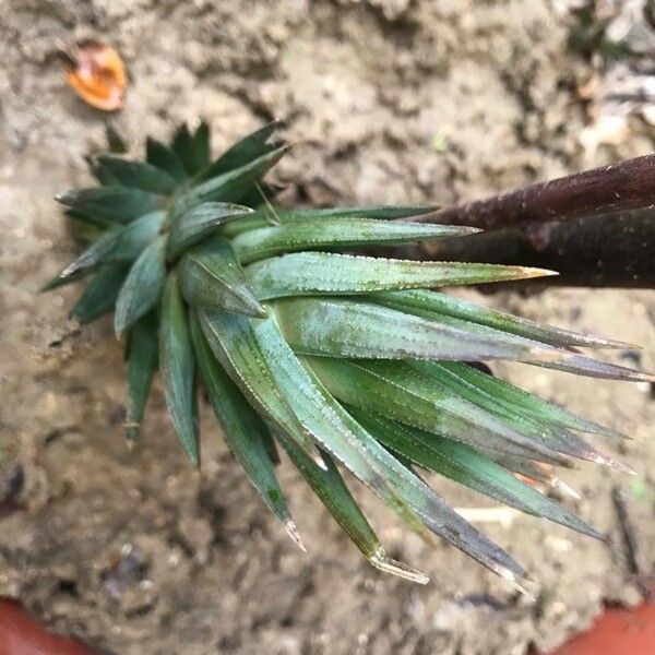 Haworthiopsis glauca Leaf