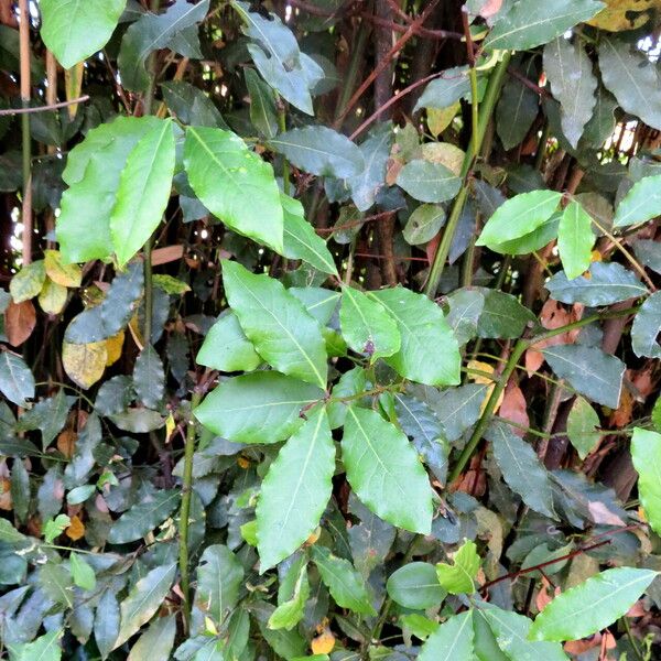 Celtis australis Leaf