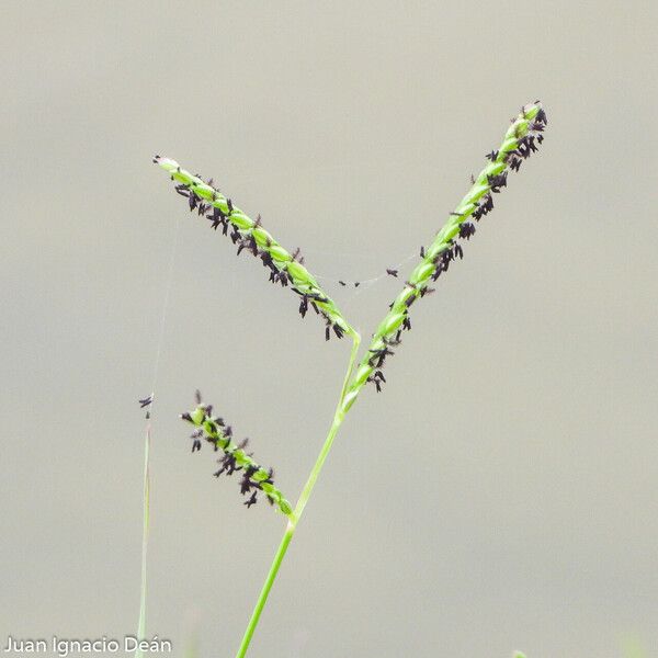 Paspalum distichum Flower