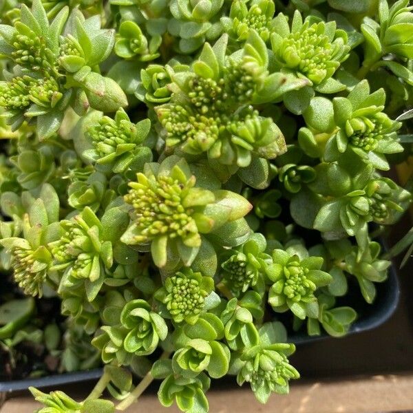 Sedum ternatum Fuelha