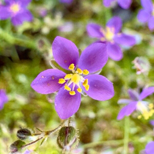 Spergularia purpurea Flower