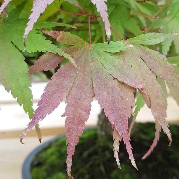 Acer palmatum 葉