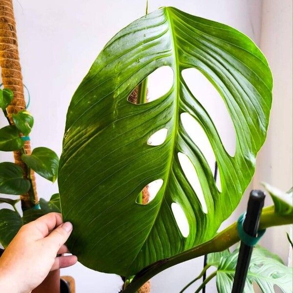 Monstera adansonii Blatt