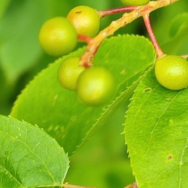 Prunus virginiana Плод