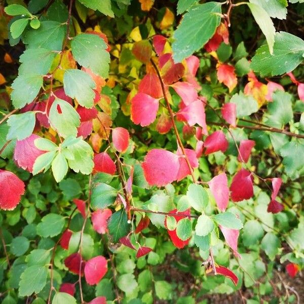 Spiraea trilobata Leaf