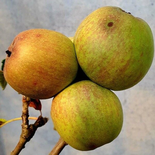 Malus domestica Fruit