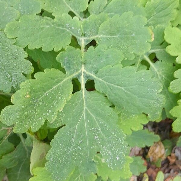 Chelidonium majus Лист