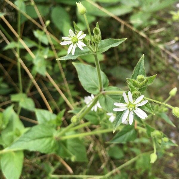 Stellaria aquatica Flor