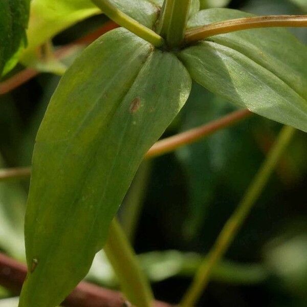 Centaurium erythraea 叶