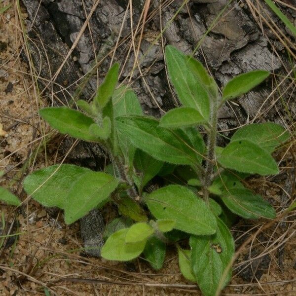 Schwenckia americana Costuma