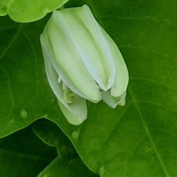 Passiflora lutea Flors