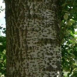 Populus alba Кора