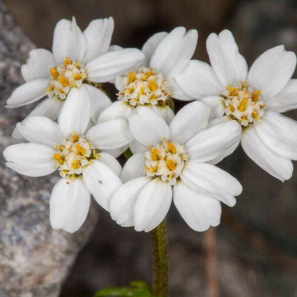 Achillea atrata Květ