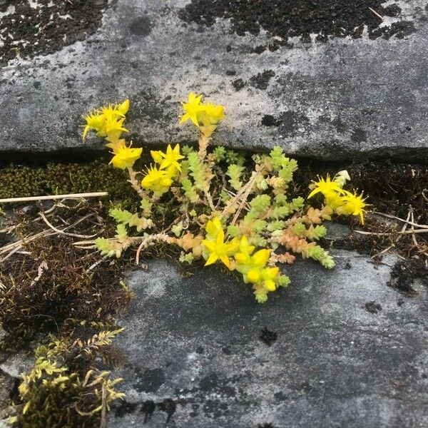 Sedum acre Flor