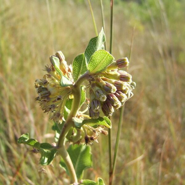 Asclepias viridiflora Flower