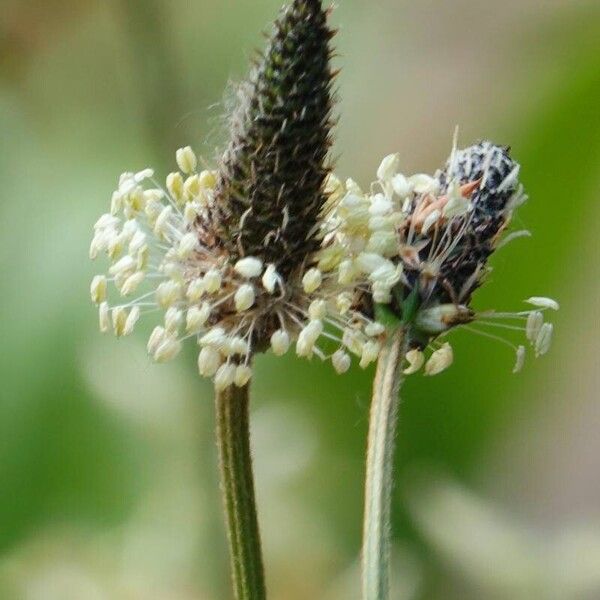 Plantago lanceolata Blüte