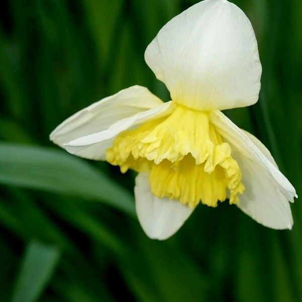 Narcissus bicolor Flower