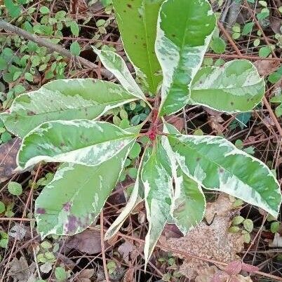 Photinia fraseri Blad