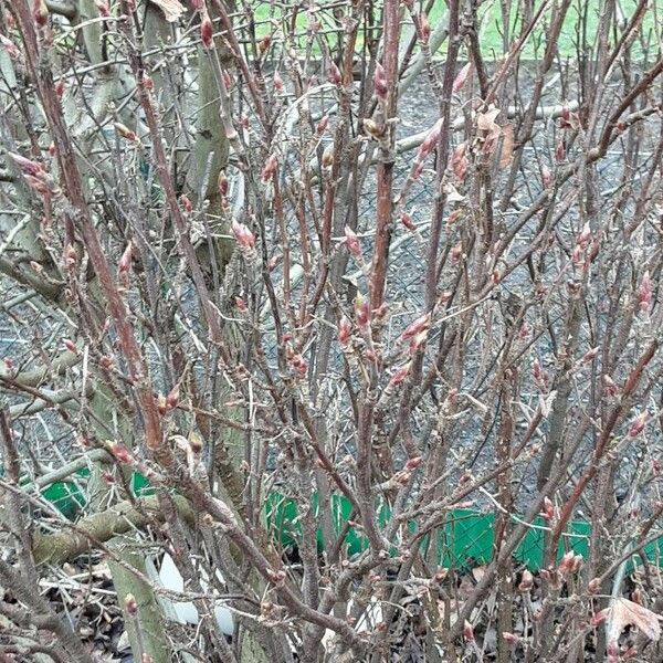 Amelanchier × lamarckii Habitatea