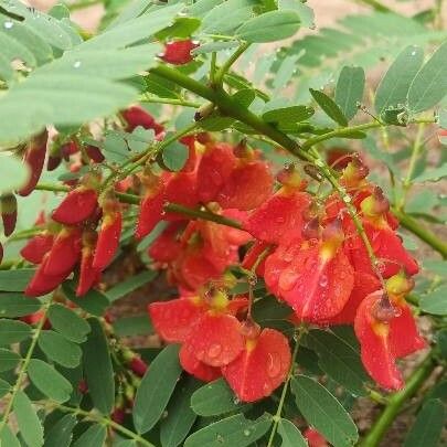 Sesbania punicea Flower