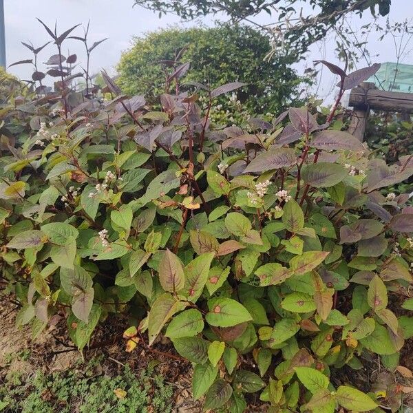 Persicaria microcephala Alkat (teljes növény)