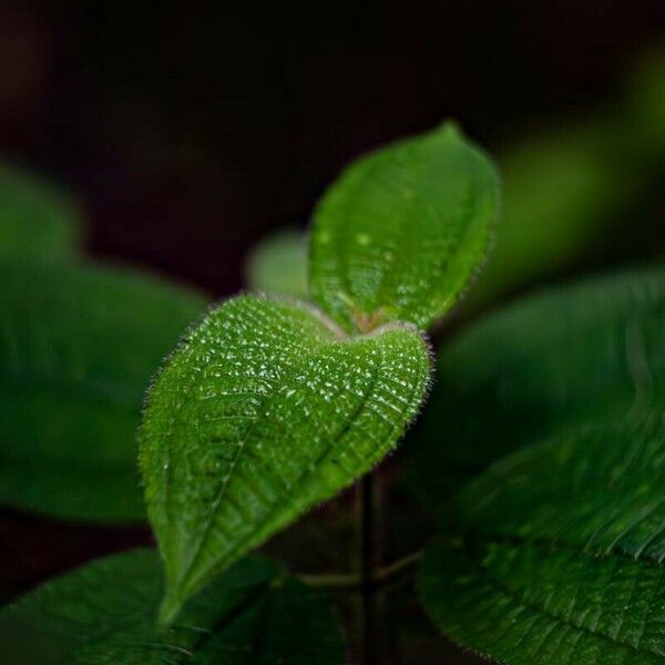 Miconia crenata 叶