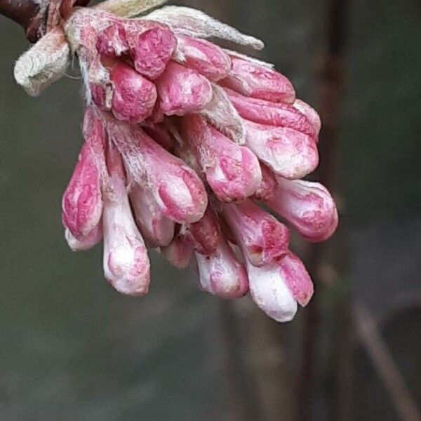 Viburnum × bodnantense Flor