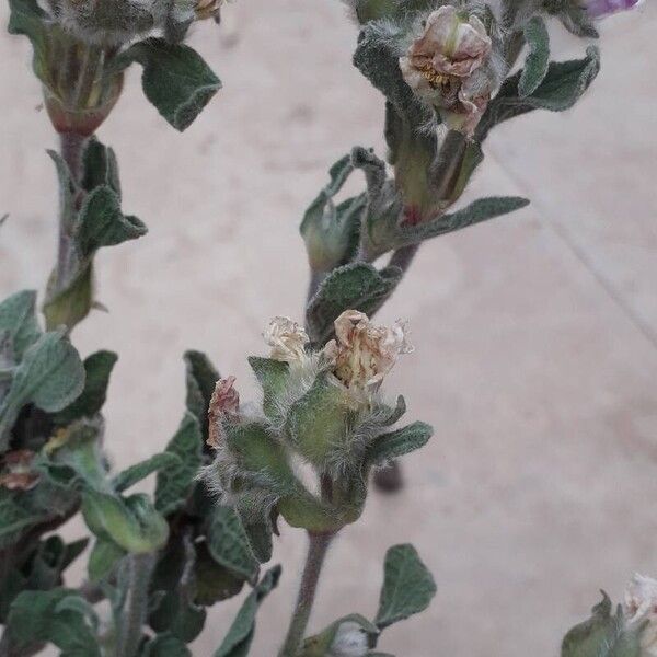 Cistus creticus Leaf