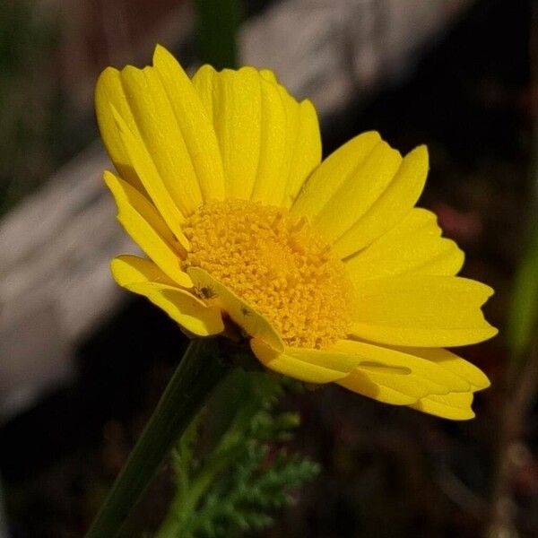 Glebionis coronaria ফুল