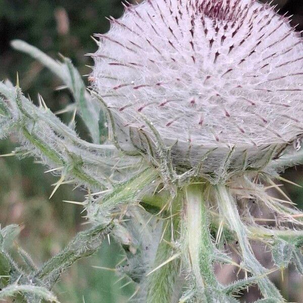 Cirsium eriophorum 果實