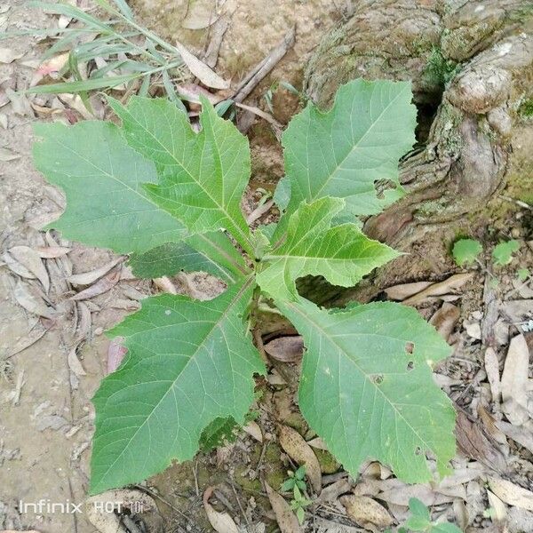 Verbesina virginica Leaf