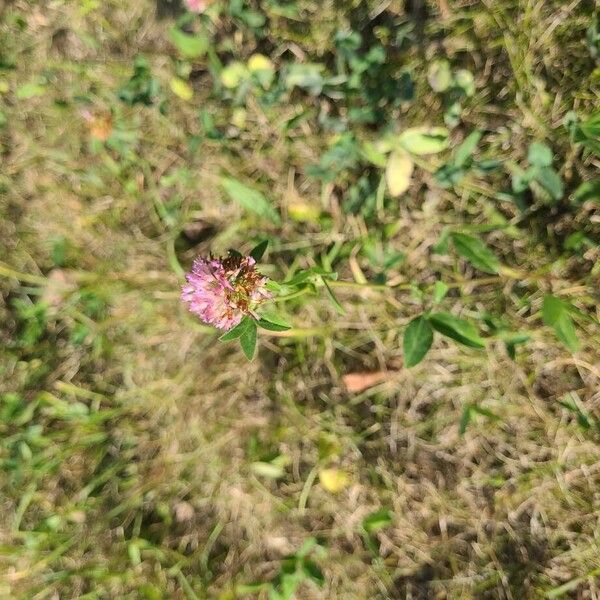 Trifolium medium Flower