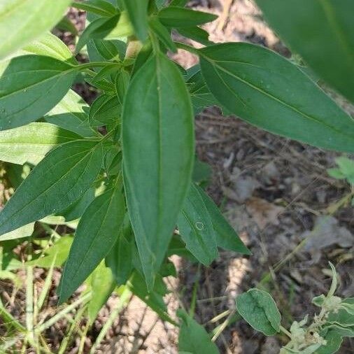 Palafoxia hookeriana ഇല