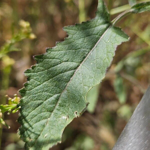 Rapistrum rugosum Frunză