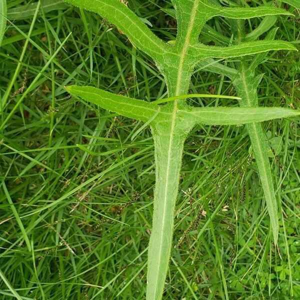 Lactuca canadensis Blad