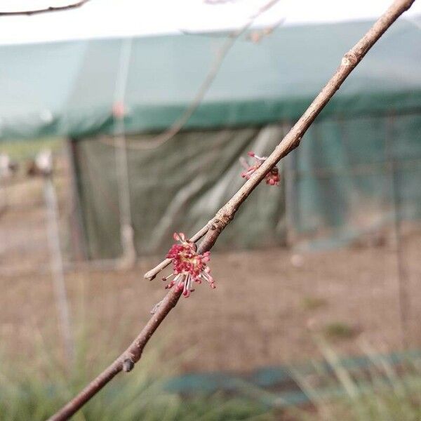 Ulmus minor Floare