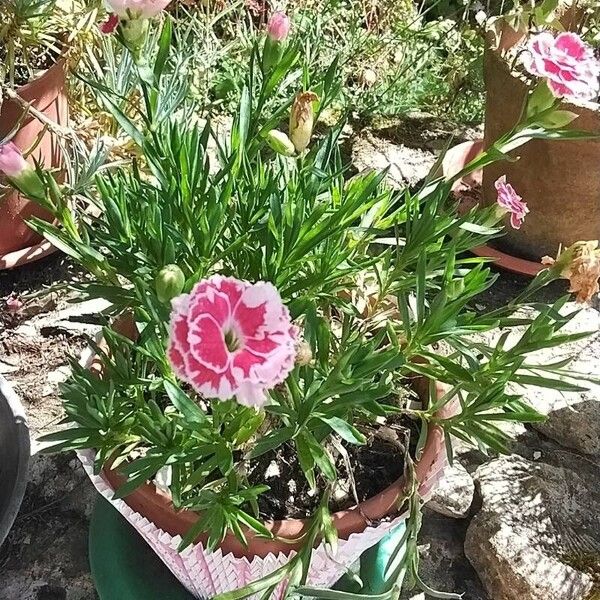 Dianthus caryophyllus Kwiat