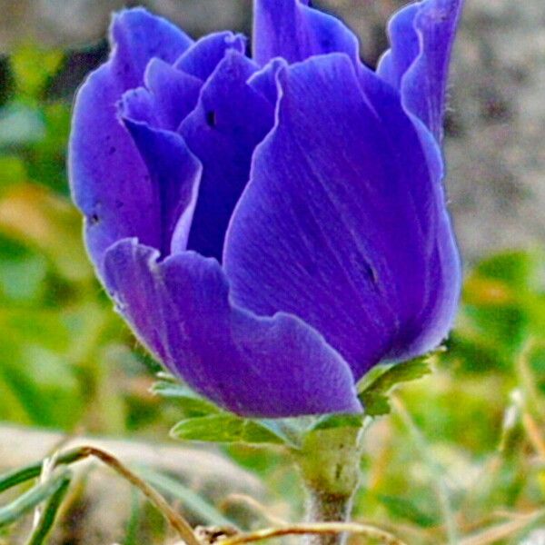 Anemone coronaria 花