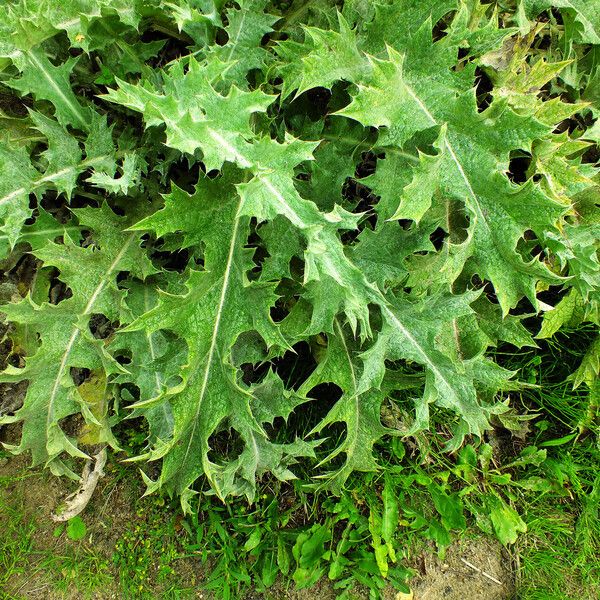 Cynara cardunculus 葉