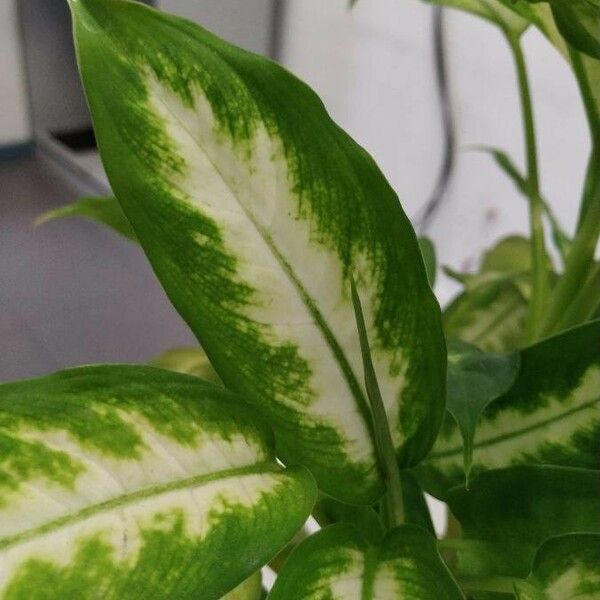 Dieffenbachia seguine Blatt