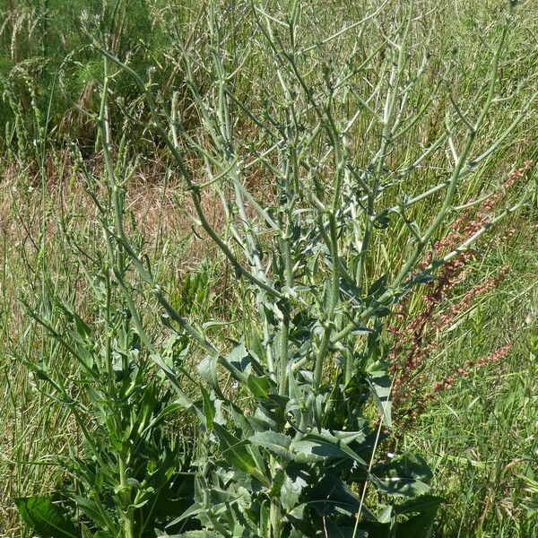 Cichorium intybus Habit